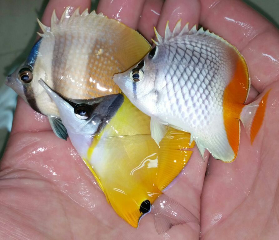 Best Prices, Best Fish, Best Pics!! Only @ Tropicorium! H5VLIT 6Ooq0x2Z1JxmCMsWQ3 YJRJCrm04ksaTkI7s zpstnjxelqn - Best Prices, Best Fish, Best Pics!! Only @ Tropicorium!