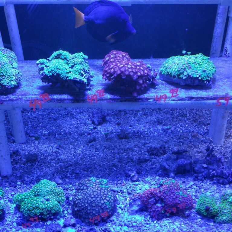 Healthiest, Happiest, Fish & Inverts Possible!!! Pics/Prices!!!10/9 H65AjFp9aNWxUqlVKexOsnac5Mw3qc eI7 zcnZgi2o zpsrtelxrgm - Healthiest, Happiest, Fish & Inverts Possible!!! Pics/Prices!!!10/9