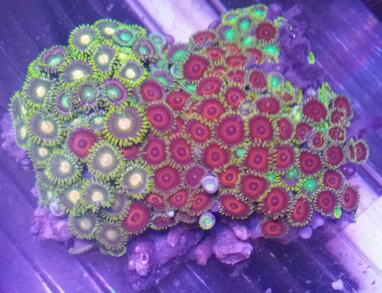 HT5H ONc9JmaOsCh8dAWRnW32zCe1LG543Wt5pkuYIY zpswjjwdy4i - Christmas Colors For Your Reef! 200 New Zoa Colonies + More!!!