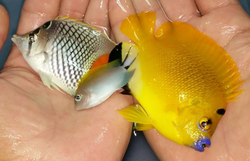Best Prices, Best Fish, Best Pics!! Only @ Tropicorium! Hrrp4WtzNzx79jz2MLIAFkVSBgPF5oUiam2c8IHVjiM zps1xexv1hb - Best Prices, Best Fish, Best Pics!! Only @ Tropicorium!