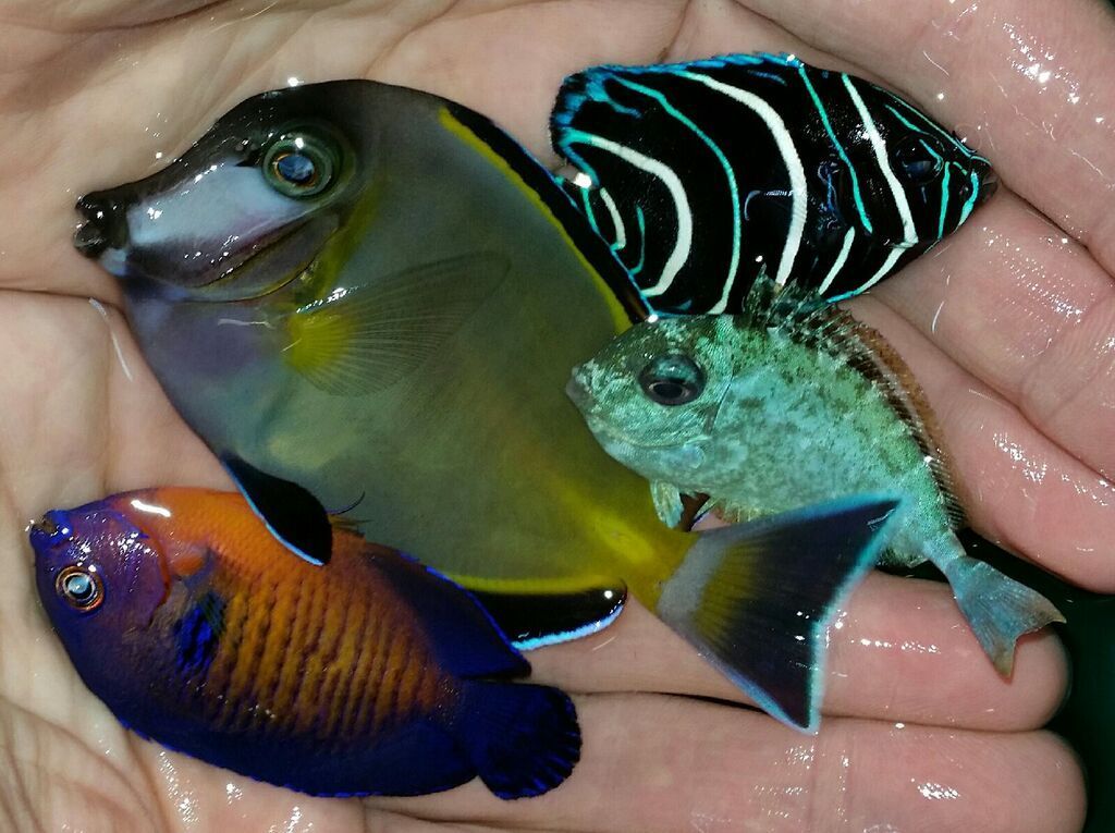 I4VW39kH5nwxZ7odpx4dev kaIhuj IvVF iMOomm5s zpsuilh3vrc - Great New Fish!!! Pics/Prices!! Only From Your Favorite Store!