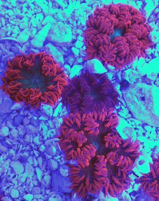 IAfsPDdwH2 lLX2E2ybZDvnKYGDpgG4 9wWBG4Y yuM zpswdt2yltv - Colorful Coral Pics W/Prices! Only From Tropicorium!