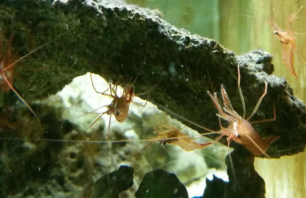 Healthiest, Happiest, Fish & Inverts Possible!!! Pics/Prices!!!10/9 Ij40O4J9R6rH4ffFqcYTVr1fdx4YH3HLRYnkNlz3z8c zpsm23etndc - Healthiest, Happiest, Fish & Inverts Possible!!! Pics/Prices!!!10/9
