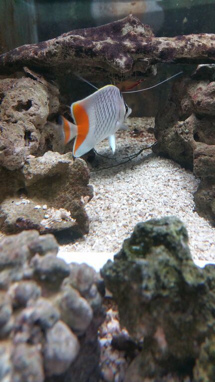 Healthiest, Happiest, Fish & Inverts Possible!!! Pics/Prices!!!10/9 IzErlWEyttebyTOhs9b2YkuwBJsvGgDSeniXTtpkYnglTqEtmKXnoB3kBV7dAtpCXeY8dSYXeMBX8 myqMKfQ0 zps09olxc8i - Healthiest, Happiest, Fish & Inverts Possible!!! Pics/Prices!!!10/9