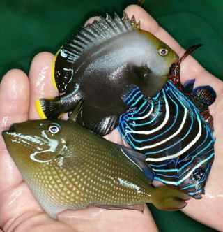 JLvoQO0Rjir0MMYBLfLjIwr0MtQtUYhaVm3IFXNnX7o zpszaq9wzj9 - Awesome Fish Pics!!! Killer Prices!! Come and get'em!