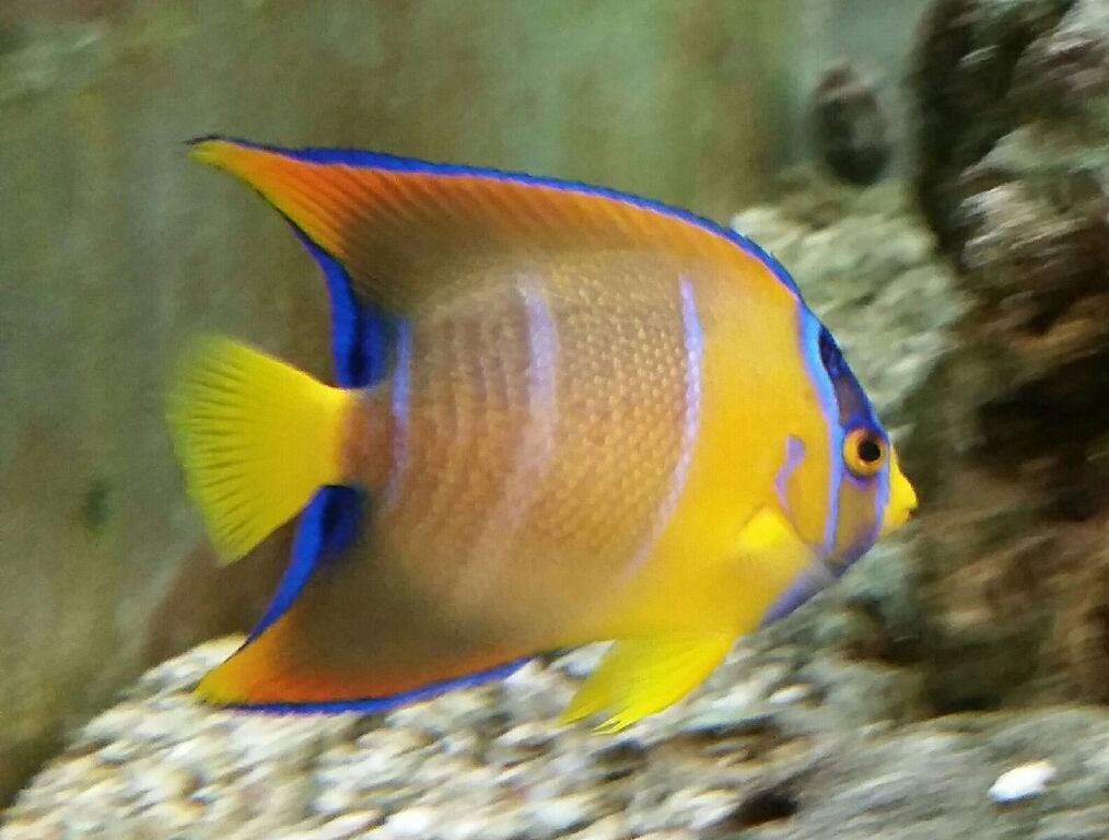 Ja5ODrqKWl5InVc3RVPTs0mn6Ap 0YyLEEoUY6sc26k zpsnoc1s8kk - Excellent Tanked Fish & Corals For You! Only From Trop!10/23