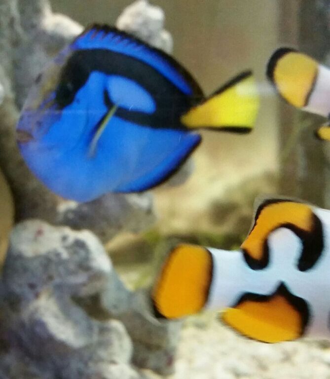 Healthiest, Happiest, Fish & Inverts Possible!!! Pics/Prices!!!10/9 L JQC6xyW84L9haDfqmLFVPUblGV00tsWqjaIVZM35w zpsabmfg3e6 - Healthiest, Happiest, Fish & Inverts Possible!!! Pics/Prices!!!10/9