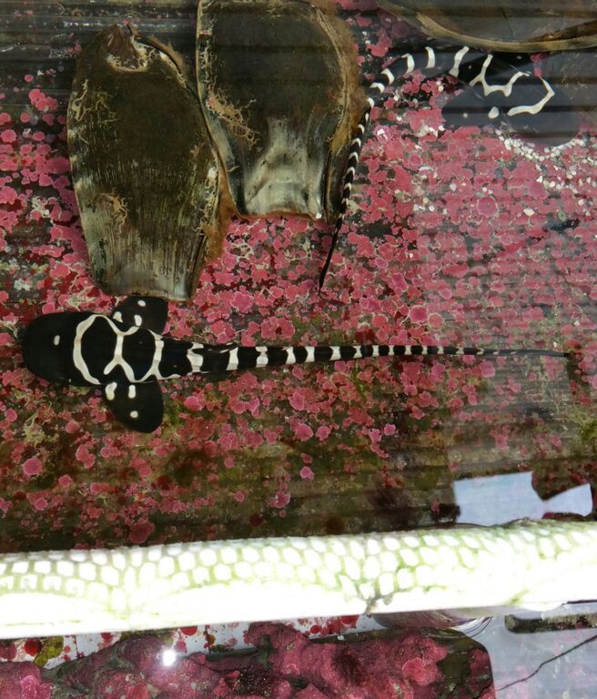 Healthiest, Happiest, Fish & Inverts Possible!!! Pics/Prices!!!10/9 LVDF5 gZe9EDRu3CChqdRKZp20eEXvvxfWlkd6ETVPI zpsjkydnxbz - Healthiest, Happiest, Fish & Inverts Possible!!! Pics/Prices!!!10/9
