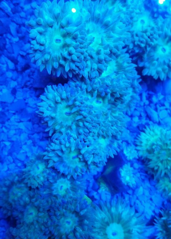 LaUc1FY0d1wTTqml 3GQ8vU0CppToP Gjo018b kzLk zps9lh5gqeg - Excellent Tanked Fish & Corals For You! Only From Trop!10/23