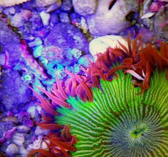 M6erk5sBQ1 NpjBeqWS3ihU1b3yY297yolLHuQyxZIE zps8yftcbku - A Tiny Piece Of Life Here At Tropicoriom!!!