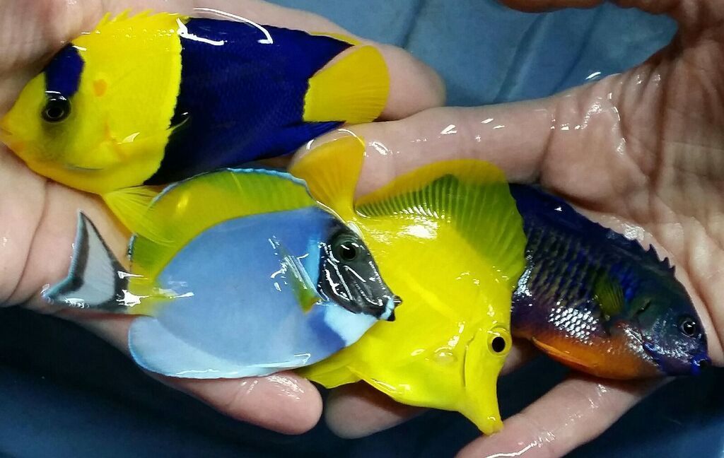 MWacwJcCrJsAYcishHQytjPYe26nLLYWXjkKFiICPGM zpsyc7hpytq - Just What You've Always Wanted! And A Whole lot More!!