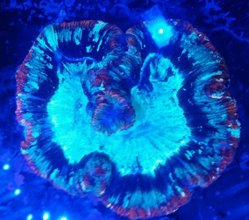 OCQDnHB qOKicKeleFI0Z fgOPO0KJtFo4fUY6WYnRk zpseqzvom6g - Excellent Tanked Fish & Corals For You! Only From Trop!10/23