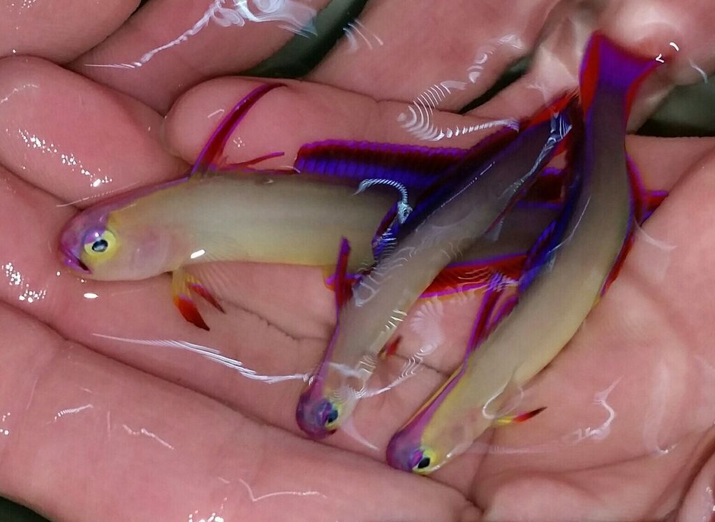 Just What You've Always Wanted! And A Whole lot More!! OV6lR2ewdFNLyNFHgxE6L8YDsgIqX9H65mIfYCQyq E zps1ljhguui - Just What You've Always Wanted! And A Whole lot More!!