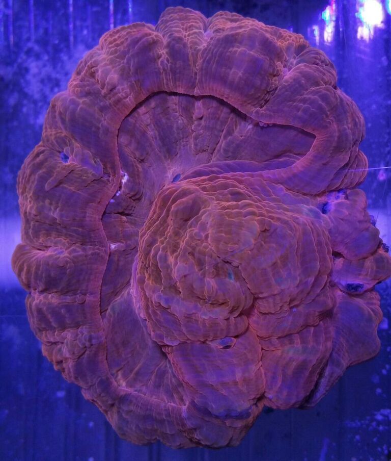 OwAYG fkT RhMkEPknODpaiY1WtAATqSHr9QyI2q9c0 zps8prjdbqj - Killer Corals From Tropicorium!5/15