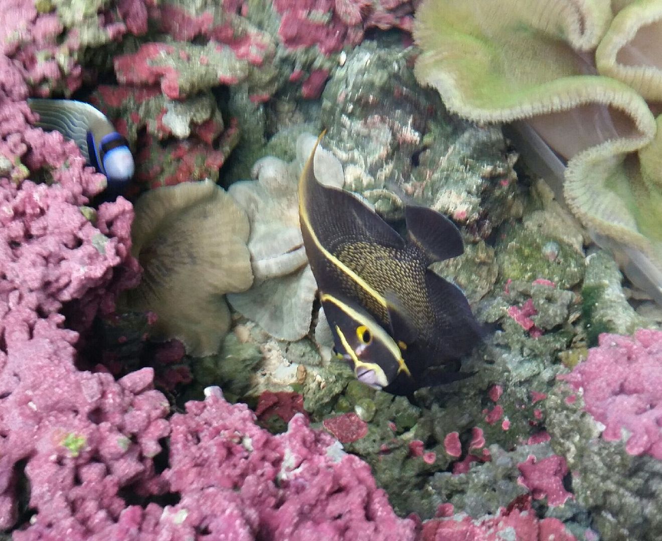More Atlantic Fish And Inverts For The Holidays!!! OztfeZHeYd6NgVkyQ8D0gzuSIvvgTOpaBt6Csjnp00s zpsfwve9i1n - More Atlantic Fish And Inverts For The Holidays!!!