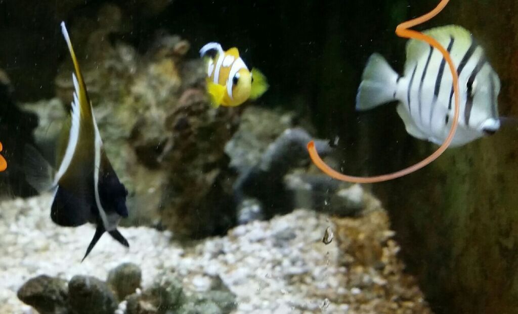 Healthiest, Happiest, Fish & Inverts Possible!!! Pics/Prices!!!10/9 PCofO9QgLefJBiIXkPy i4q6ONyvgqck MlP31i8WFI zpspfreqtwi - Healthiest, Happiest, Fish & Inverts Possible!!! Pics/Prices!!!10/9