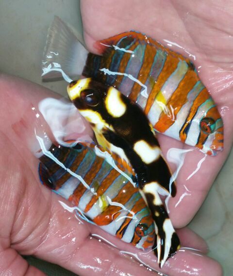 QH26yv6GDpy6Af6qrzSkSEbvPxWxgpiWTRSVDGfgF94 zpsxfm0xbli - Great New Fish Pics W/Prices!!!5/1 Only From Tropicorium!