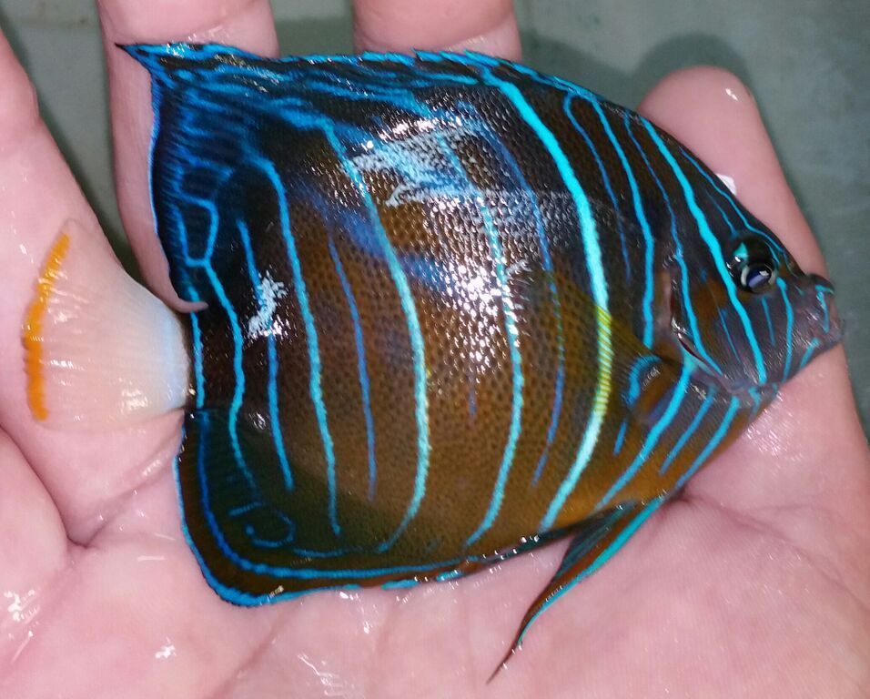 Best Prices, Best Fish, Best Pics!! Only @ Tropicorium! R5 49lxYh5IwqxSIhPkGQZyf5bW 7HAAcc3op zNlQ zpsmds7s3nc - Best Prices, Best Fish, Best Pics!! Only @ Tropicorium!