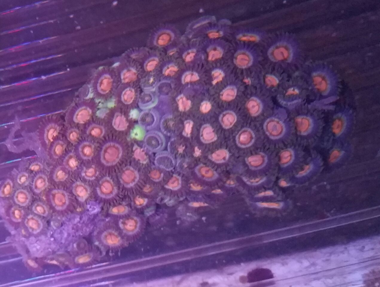 RNqgmq0jMv54jrfZvnirgoZn8xNjcmASoUTkbvmQs9E zpsnokeddcq - Christmas Colors For Your Reef! 200 New Zoa Colonies + More!!!