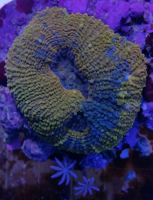 ScoWJ0 lHrLSMipufawHK73Oqn B3OG9 kQfYSIbftU zpslaw0byjc - Healthiest, Happiest, Fish & Inverts Possible!!! Pics/Prices!!!10/9