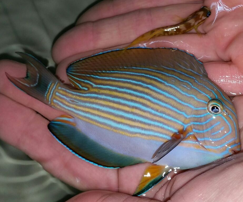 Just What You've Always Wanted! And A Whole lot More!! SnOBwksqSOk Cm4eXkuJQBEFjrf 6zJBOK5mtQuk7eg zpsipbe4zpz - Just What You've Always Wanted! And A Whole lot More!!