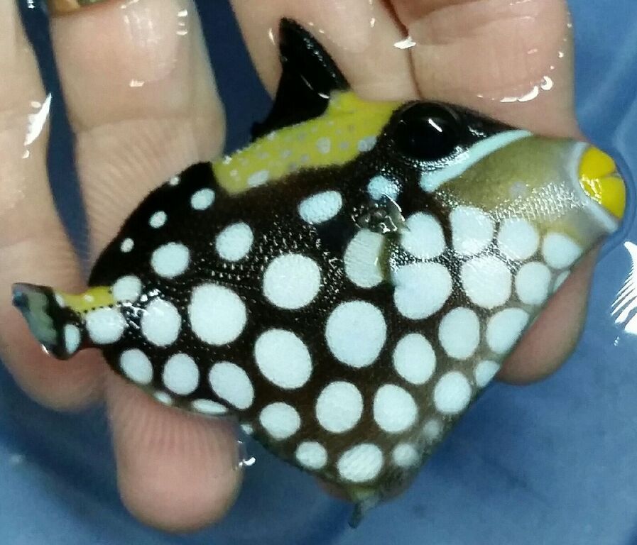 Just What You've Always Wanted! And A Whole lot More!! StBHpwcNNc9DZl5eUMTdmwUCvsatrvgSXyxuYLUKUQI zpsnwmptqjq - Just What You've Always Wanted! And A Whole lot More!!