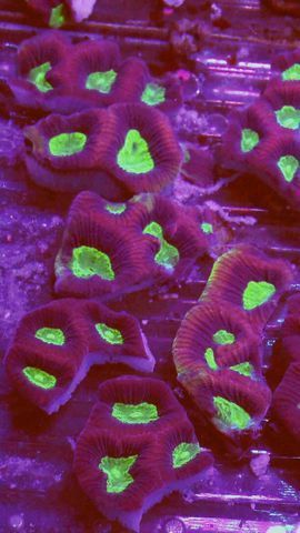TUI  iL78DoKHZcnUZdK4S9qsv8MMGORRG22I4a2FW0 zpsveuhszj9 - Colorful Coral Pics W/Prices! Only From Tropicorium!