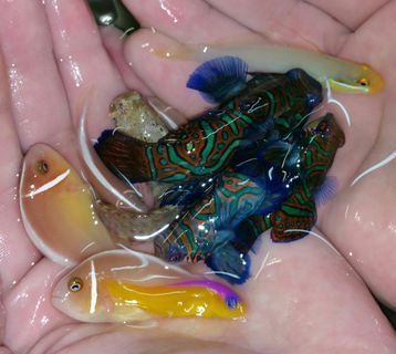 UB8yyDLHgff wI3MXKBsmrZoxFESfQ4inVkhvUH7nNE zpsgghhks1e - Awesome Fish Pics!!! Killer Prices!! Come and get'em!