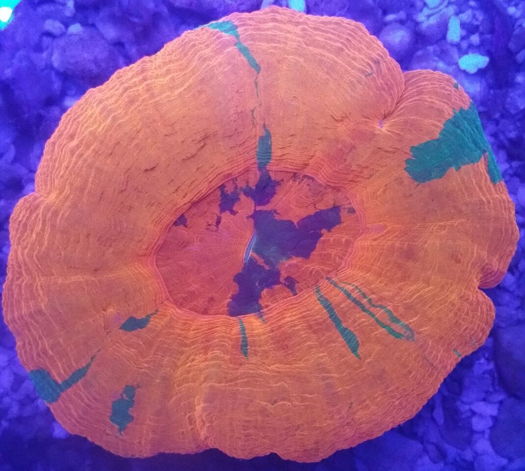 UEUDUcvBmH dx bZqT0f3derfTEt4NgixUJk8Fl2kNY zpsqkpr2sub - Christmas Colors For Your Reef! 200 New Zoa Colonies + More!!!