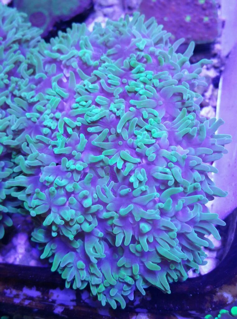 VkzYKb91aMK6TSLN3g6kR2bxQfwhi2QQO2Yh2 9pLTs zpslwyedlmf - Killer Corals From Tropicorium!5/15