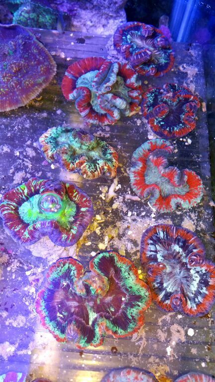 WxzhejkPmqYU5AKdNELe57iaXNdy892xBjOdlvgiIsk zps45wj1da7 - Killer Corals Cheap/ $14.99 Cleaner Shrimp! Pics/Prices!
