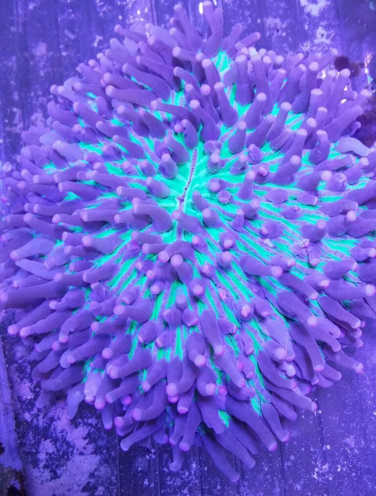 X7jN0SZ3 b0 Hq92j3EZqMtp4U82CPMydfPN2AV1jvw zpsctpjkqpu - Killer Corals From Tropicorium!5/15