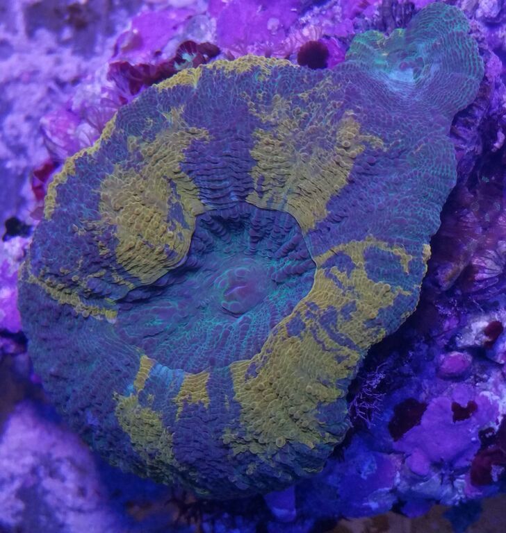 Y2F2uQG38boR4FDEcb ESj9XoCP4wKUiRAoYFSyoCIg zpsjryofv20 - Healthiest, Happiest, Fish & Inverts Possible!!! Pics/Prices!!!10/9