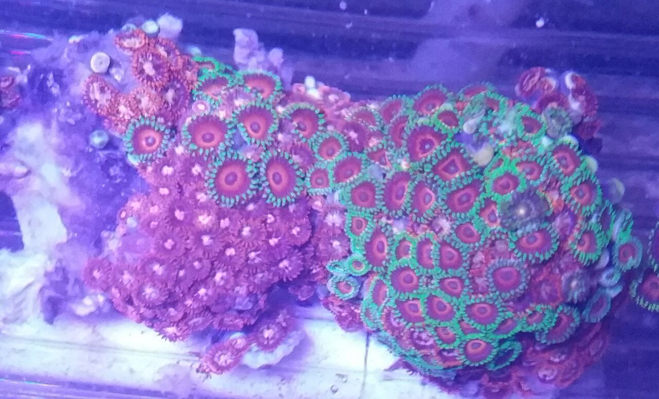 YPf5gMl8AsXskNmiG DiWgoPFQ0fzuQrVbeAApEGLDk zpsnoly2hku - Christmas Colors For Your Reef! 200 New Zoa Colonies + More!!!