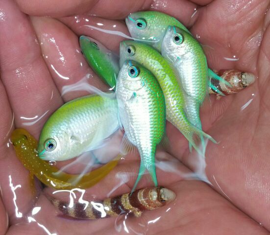 Yc2jSPGC7Vp2uqoweTDb8FOS4RsJEytHE86ZW6ASvsc zpsjlbwjnfb - Great New Fish Pics W/Prices!!!5/1 Only From Tropicorium!