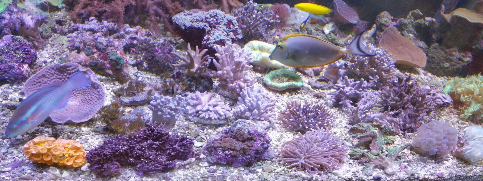 Z55eNC 8Wa9bcWOd0VtcurrO  zZbA1DKQlhYbU4FKUZKbpnuIKb XqP tjjN u0Fl8KemIvtFpYHxBwmPOPx4 zpsze0yf5in - Super Coral Sale $9.99 & $24.99 Pics! Tropicorium!!!5/17