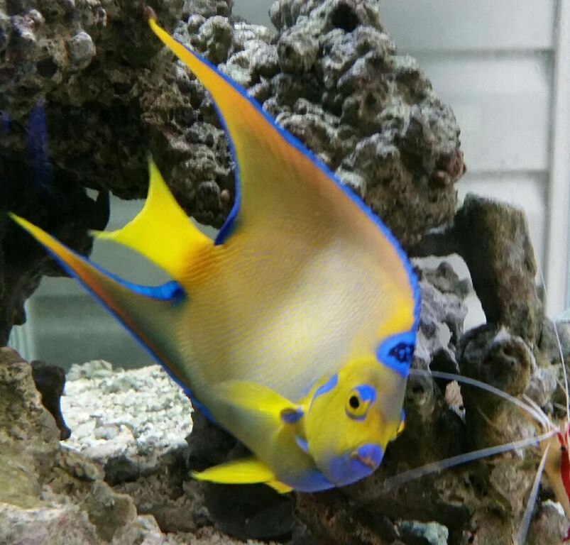 Healthiest, Happiest, Fish & Inverts Possible!!! Pics/Prices!!!10/9 bgYIEmClZwfU 2E8tjy9eGm2rkurrogPoWoqzfMghM zpsnc1y6r3j - Healthiest, Happiest, Fish & Inverts Possible!!! Pics/Prices!!!10/9