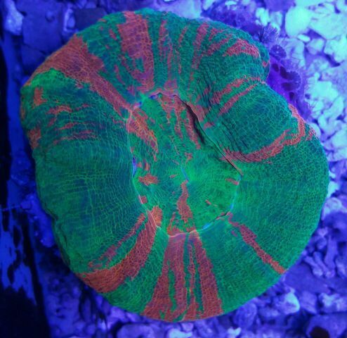  f0tZV1Mc0EYcfr6wb6o N60yoSC0W vUzGT9qX2kfk zpsq5lmcvxn - Fresh Corals And Invertabrates! Not Just Frags! Shop @ Trop!