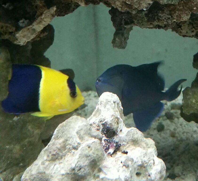 Healthiest, Happiest, Fish & Inverts Possible!!! Pics/Prices!!!10/9 b0F5n82Td8L5BjPaiGn3Vf1i0gkMXViOn2nkqy61 9Y zpsa8bxp9il - Healthiest, Happiest, Fish & Inverts Possible!!! Pics/Prices!!!10/9