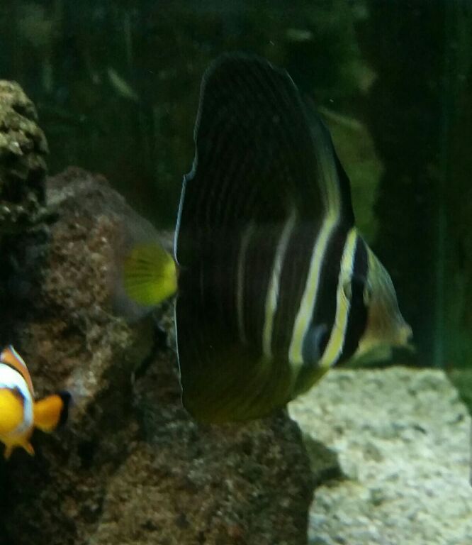 Healthiest, Happiest, Fish & Inverts Possible!!! Pics/Prices!!!10/9 btK9JFQXxVAWBS OtAdyttmWgSn3gkUQUBj9chOHz80 zps20awror4 - Healthiest, Happiest, Fish & Inverts Possible!!! Pics/Prices!!!10/9