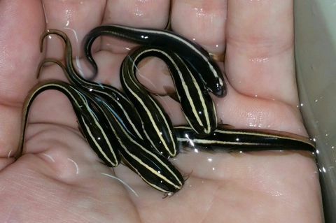 bv3E8tnpqBuycG5gPFaoy3BFnYf KOlQRlDNkSU5Khk zpsfectwccb - Awesome Fish Pics!!! Killer Prices!! Come and get'em!