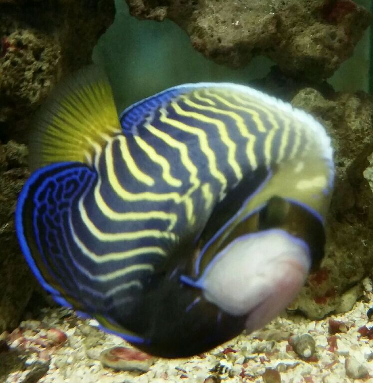 Healthiest, Happiest, Fish & Inverts Possible!!! Pics/Prices!!!10/9 dKHKc2xI7yzNwWvsWbawH29joZyzLN2qILIv 65K7NU zpsdjkjgyrj - Healthiest, Happiest, Fish & Inverts Possible!!! Pics/Prices!!!10/9