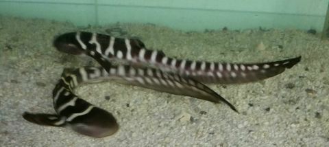 dPR7IGeB8q4W42zy5huj7fGajzGdn5pLSLMmnFBEv4Q zpsrifqclxo - Baby Zebra Sharks From Trop!!!4/10/15