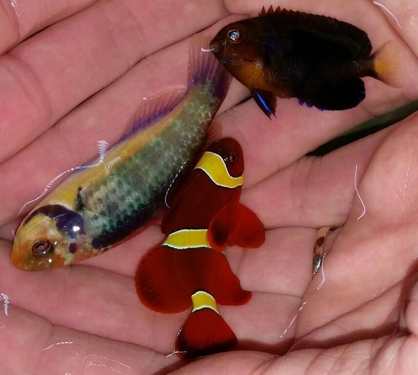 Just What You've Always Wanted! And A Whole lot More!! e1eOlORL8Z ET085 dLl1vbRXWVQGAQvqWy55ZCLJsk zpssybuvi69 - Just What You've Always Wanted! And A Whole lot More!!