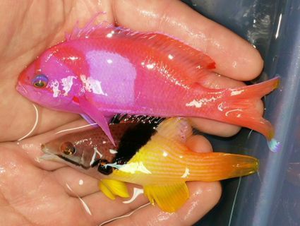 eAQA3 pV LmF57YHOAA1LwXuCnhNPVFIThU8hYGRGkc zps63b7gd1u - Awesome Fish Pics!!! Killer Prices!! Come and get'em!