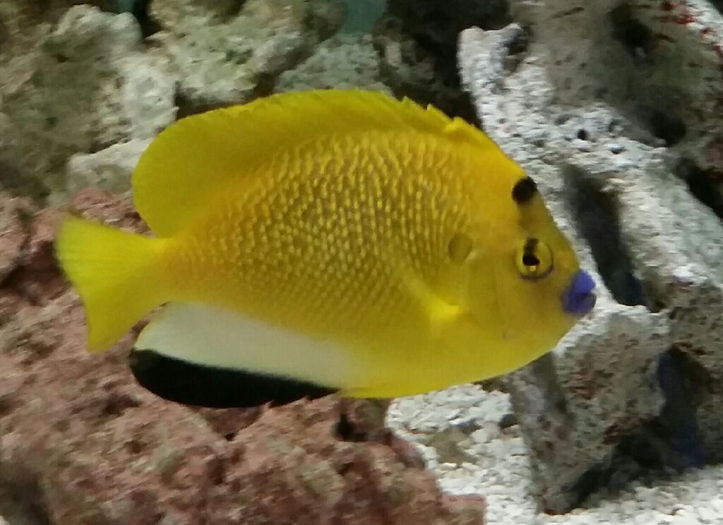 eXxCPcodYz7ZW99LbmeXB5hZXAAtI5r0sMrR 9X9Pgs zpsardfwf0t - Excellent Tanked Fish & Corals For You! Only From Trop!10/23