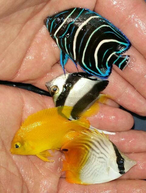 f3sYWiLOR2b9RKJqFBwDtR6IbFo sQrTdA4CetQ IKU zpsp763dofb - Great New Fish Pics W/Prices!!!5/1 Only From Tropicorium!