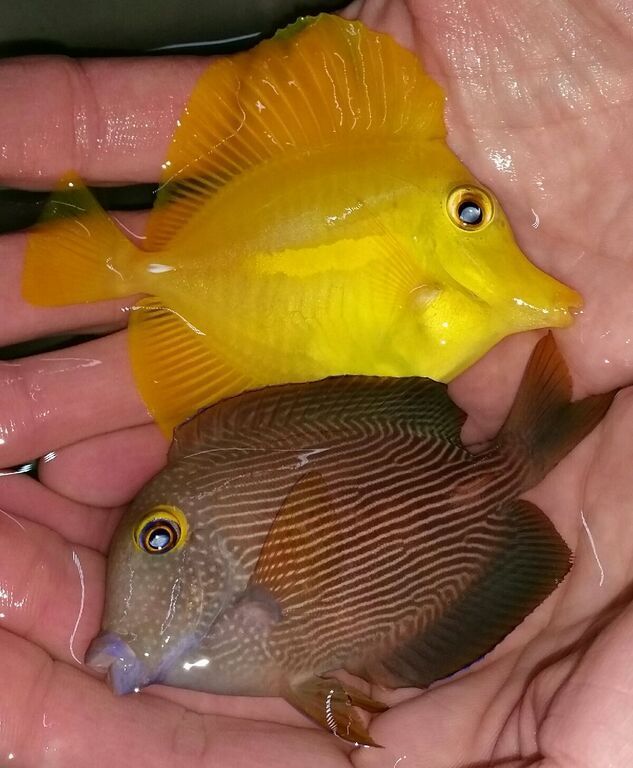 Just What You've Always Wanted! And A Whole lot More!! fZEth6faoxMUKZmdQwmstW RrtzZQ4mC u 8uJWQ8H0 zpssy2w4zfe - Just What You've Always Wanted! And A Whole lot More!!