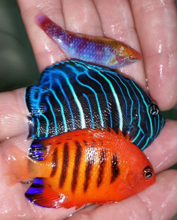 iSMoA52m3SfGDdq7lyv2rnFCcfJ2OVq3rRQQVZrxh14 zpsmwjafnng - Awesome Fish  & Inverts For You! Only @ Tropicorium!