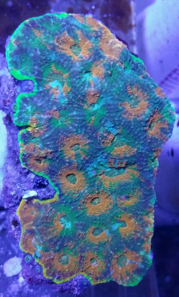 ie26N2u3I83c CiiNlwpgDOdwI M2gbIZofyuDF5cEg zpsg43q1atp - Killer Corals From Tropicorium!5/15